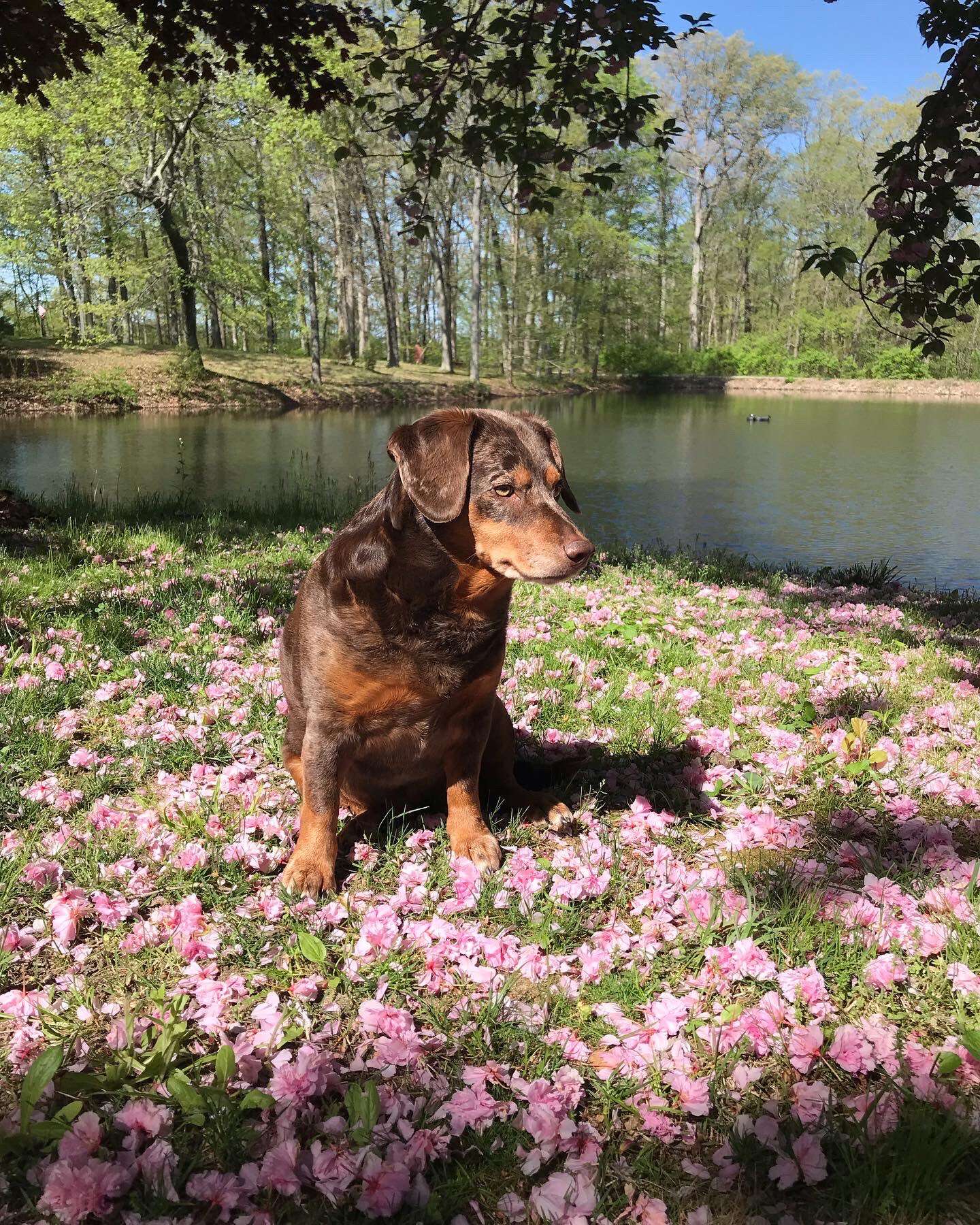 Gabby looking real cool sitting in some flowers